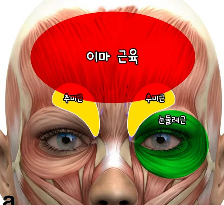 얼굴 그래픽 상에 이마 근육, 추미근, 눈둘레근의 위치가 색상별로 표시된 상반신 구조도